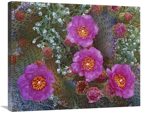 Global Gallery GCS-396059-30-142 30 in. Beavertail Cactus Flowering&#4