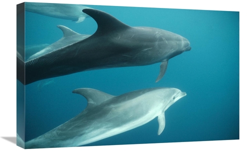 Global Gallery GCS-451140-1624-142 16 x 24 in. Bottlenose Dolphin Pod 