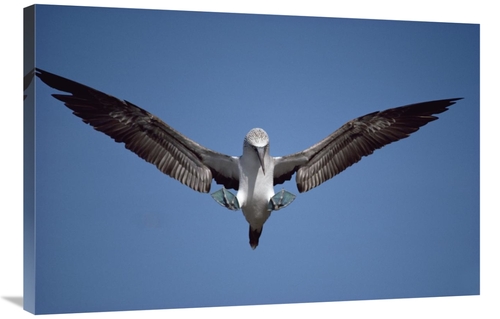Global Gallery GCS-451139-2436-142 24 x 36 in. Blue-Footed Booby Court