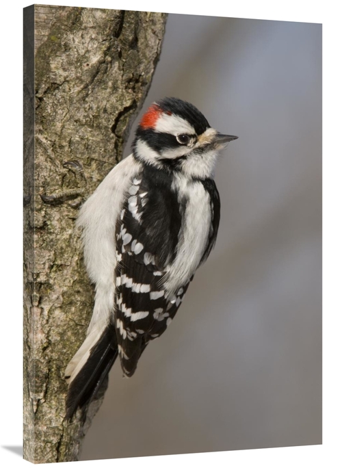 Global Gallery GCS-397390-2436-142 24 x 36 in. Downy Woodpecker Male&#