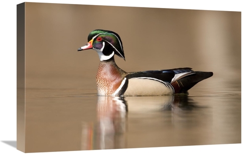 Global Gallery GCS-397401-1624-142 16 x 24 in. Wood Duck Male in Breed