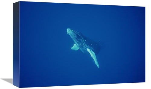 Global Gallery GCS-451024-1218-142 12 x 18 in. Humpback Whale Curious 