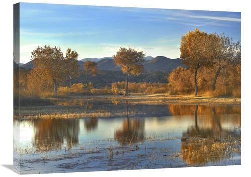 Global Gallery GCS-397150-2432-142 24 x 32 in. Cottonwood Trees & Will