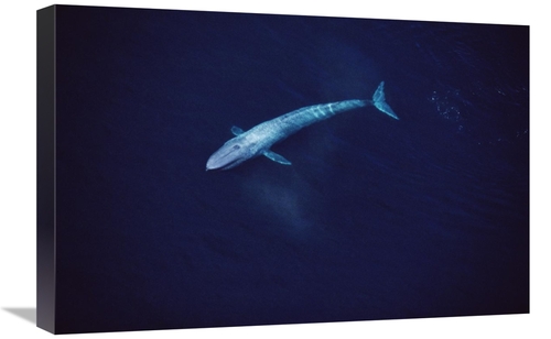 Global Gallery GCS-450601-1624-142 16 x 24 in. Blue Whale Aerial VIew 