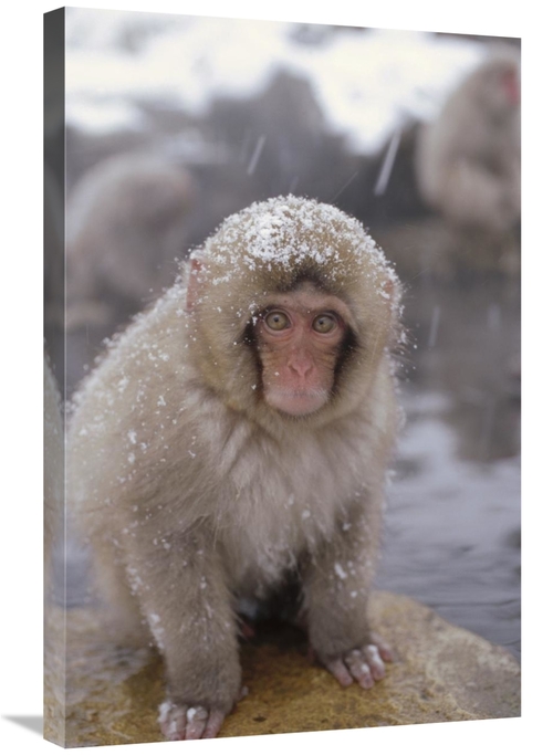 Global Gallery GCS-398507-2030-142 20 x 30 in. Japanese Macaque in Hot