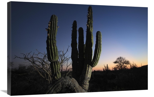 Global Gallery GCS-398095-2436-142 24 x 36 in. Cardon Cactus At Sunset