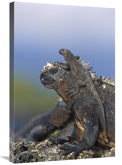 Global Gallery GCS-451568-2030-142 20 x 30 in. Marine Iguana Hatchling