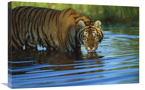 Global Gallery GCS-396165-2030-142 20 x 30 in. Siberian Tiger Drinking