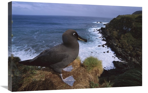 Global Gallery GCS-451799-2030-142 20 x 30 in. Sooty Albatross on Clif