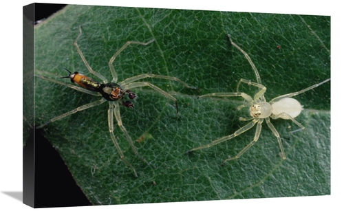 Global Gallery GCS-450717-1624-142 16 x 24 in. Jumping Spider Colorful