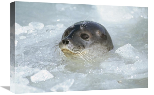 Global Gallery GCS-451310-1624-142 16 x 24 in. Ringed Seal Surfacing i