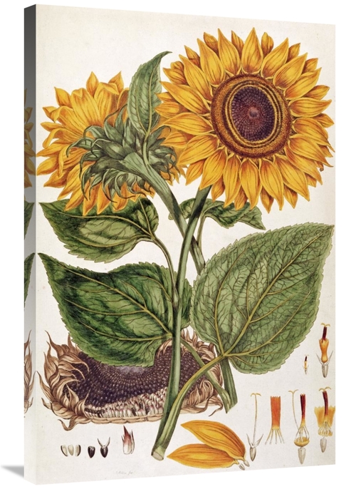 Global Gallery GCS-268307-36-142 36 in. Sunflower Art Print - John Mil