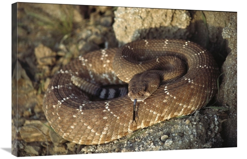 Global Gallery GCS-450735-2436-142 24 x 36 in. Red Rattlesnake Sensing