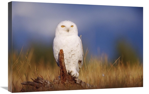 Global Gallery GCS-397104-2030-142 20 x 30 in. Snowy Owl Adult Perchin