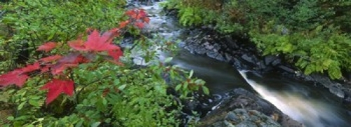 Panoramic Images PPI135836L River flowing through a forest  Black Rive