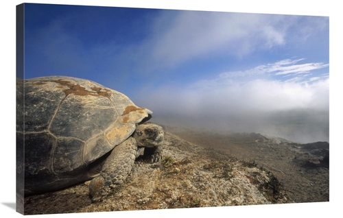 Global Gallery GCS-451321-2436-142 24 x 36 in. Galapagos Giant Tortois