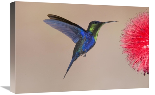 Global Gallery GCS-397422-1624-142 16 x 24 in. Violet-Crowned Woodnymp