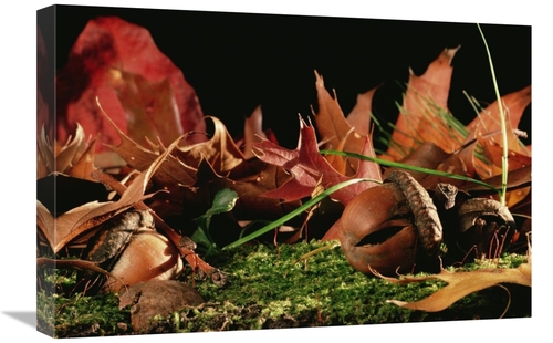 Global Gallery GCS-450688-1624-142 16 x 24 in. Northern Red Oak Tree w