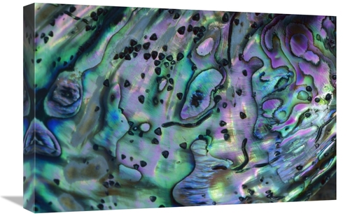 Global Gallery GCS-397452-1624-142 16 x 24 in. Rainbow Abalone, In