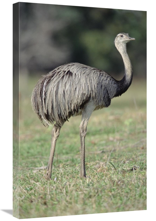 Global Gallery GCS-451478-30-142 30 in. Greater Rhea Grazing in Savann
