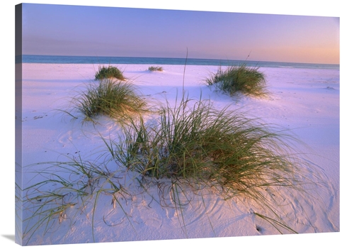 Global Gallery GCS-397062-3040-142 30 x 40 in. Sea Oats Growing on Bea