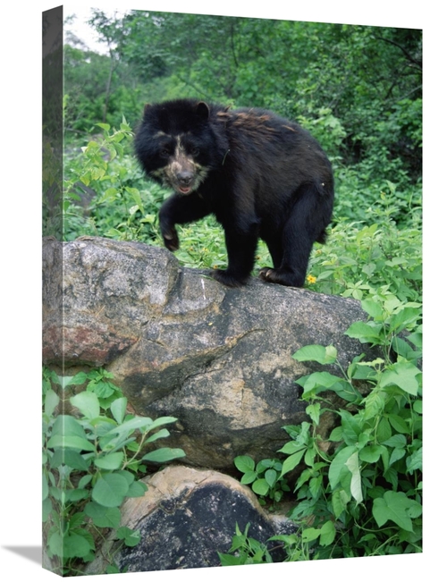 Global Gallery GCS-451464-1624-142 16 x 24 in. Spectacled Bear, Ce