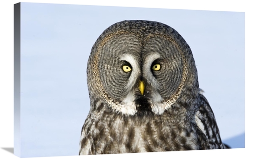 Global Gallery GCS-398263-2030-142 20 x 30 in. Great Grey Owl Flying&#