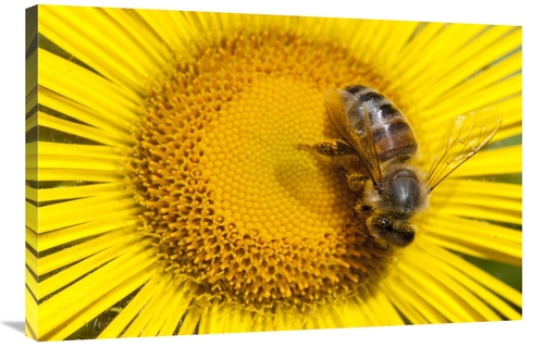 Global Gallery GCS-395413-2436-142 24 x 36 in. Bee on Alpine Sunflower