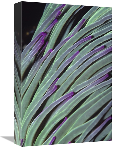 Global Gallery GCS-397590-1218-142 12 x 18 in. Snakelocks Anemone Tent