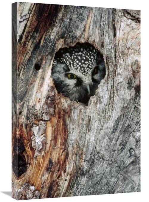 20 x 30 in. Boreal Owl in Tree Cavity in the Winter, Alaska Art Pr