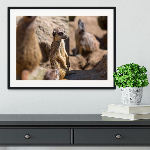 Meerkats in the wild Framed Print