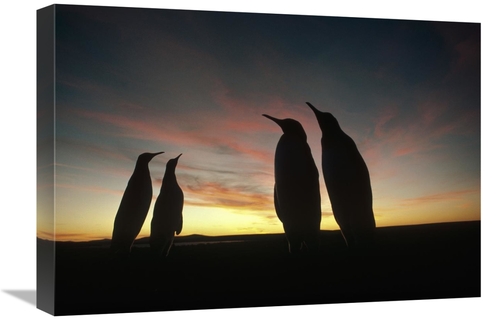 Global Gallery GCS-451112-22-142 22 in. King Penguins & Austral Summer