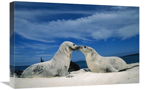 Global Gallery GCS-451159-1624-142 16 x 24 in. Galapagos Sea Lion Pups