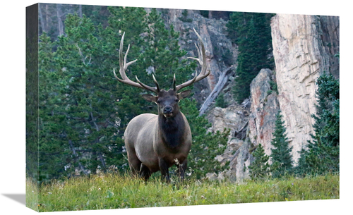 Global Gallery GCS-486462-22-142 22 in. Early Riser Art Print - Vic Sc