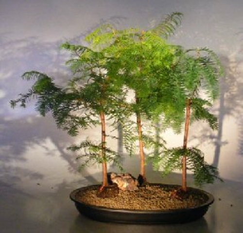 Redwood Bonsai Tree Three (3) Tree Forest Group - Large (metasequoia