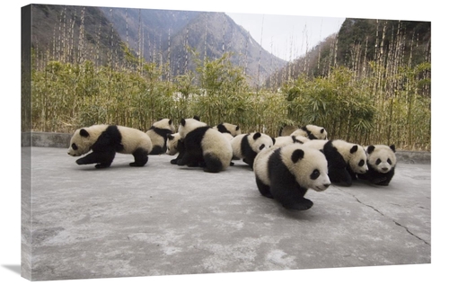 Global Gallery GCS-453025-2436-142 24 x 36 in. Giant Panda Cubs, W