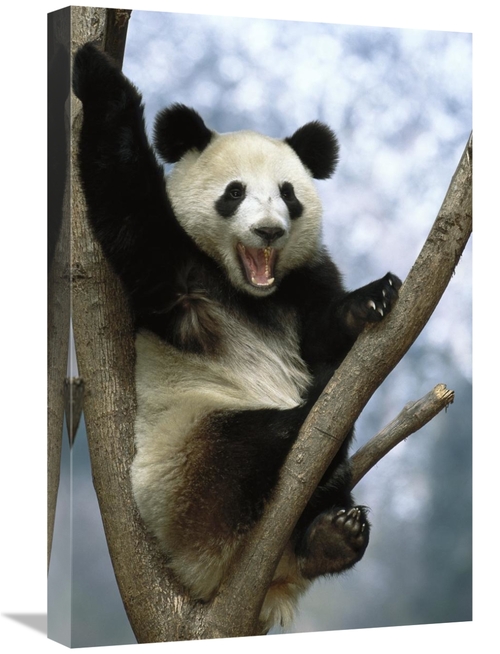 Global Gallery GCS-453116-1624-142 16 x 24 in. Giant Panda, Wolong