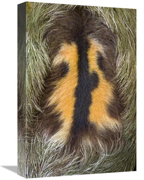 Global Gallery GCS-395868-1218-142 12 x 18 in. Brown-Throated Three-To