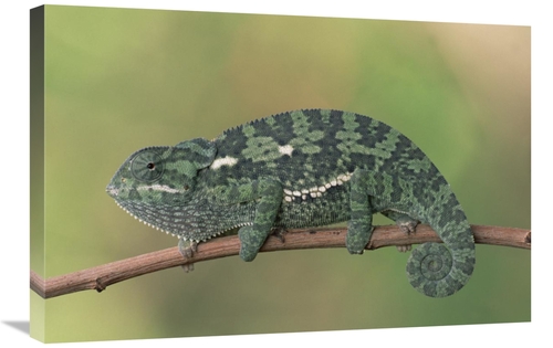 Global Gallery GCS-452985-2030-142 20 x 30 in. Flap-Necked Chameleon&#