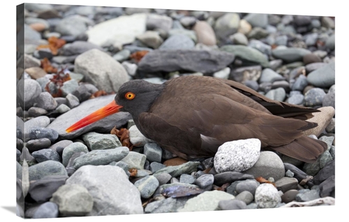 24 x 36 in. Black Oystercatcher Using Broken-Wing Display to Lure Intr