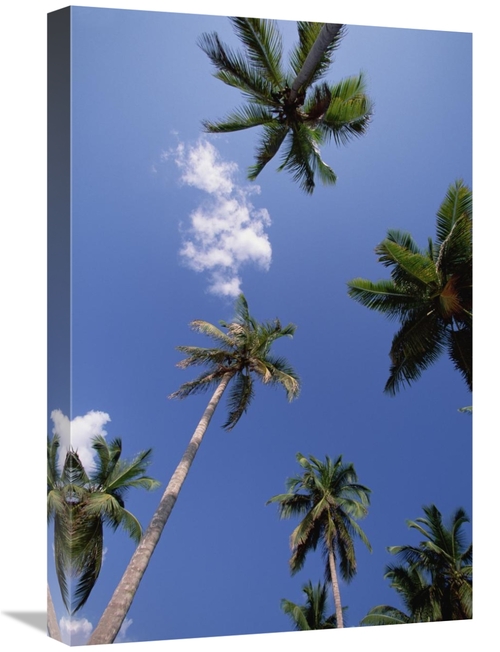 Global Gallery GCS-452418-1624-142 16 x 24 in. Coconut Palm Trees & Bl