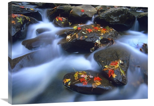 Global Gallery GCS-397109-2432-142 24 x 32 in. Autumn Leaves on Wet Bo