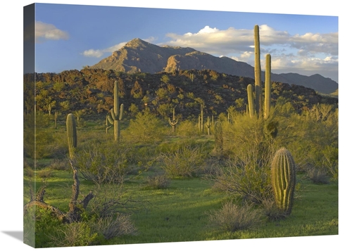 Global Gallery GCS-396532-1824-142 18 x 24 in. Saguaro Picacho Mountai