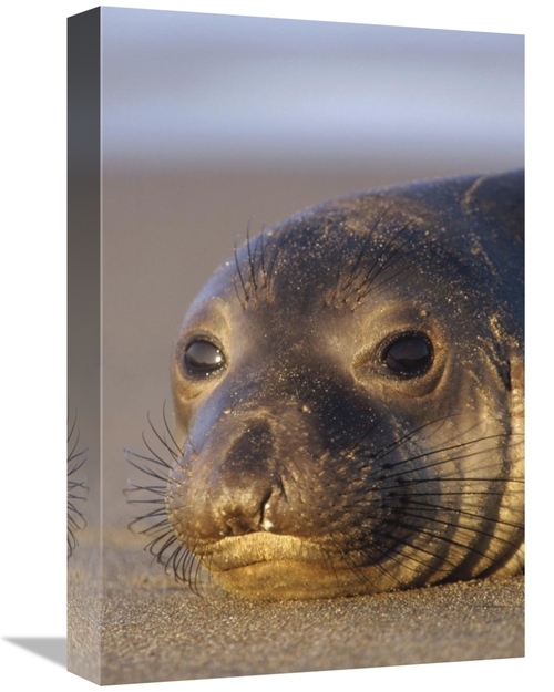 Global Gallery GCS-396458-1218-142 12 x 18 in. Northern Elephant Seal 