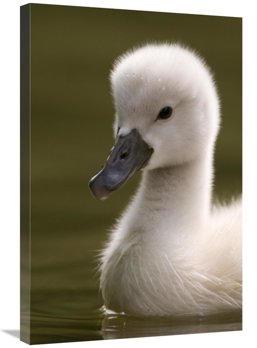 Global Gallery GCS-398235-2030-142 20 x 30 in. Portrait of A Mute Swan