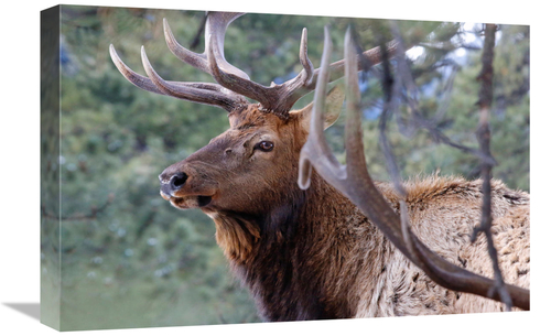 Global Gallery GCS-486443-22-142 22 in. Majestic Elk Art Print - Vic S