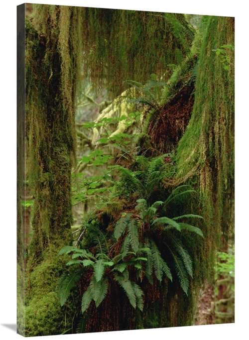Global Gallery GCS-452924-2436-142 24 x 36 in. Epiphytic Sword Fern&#4