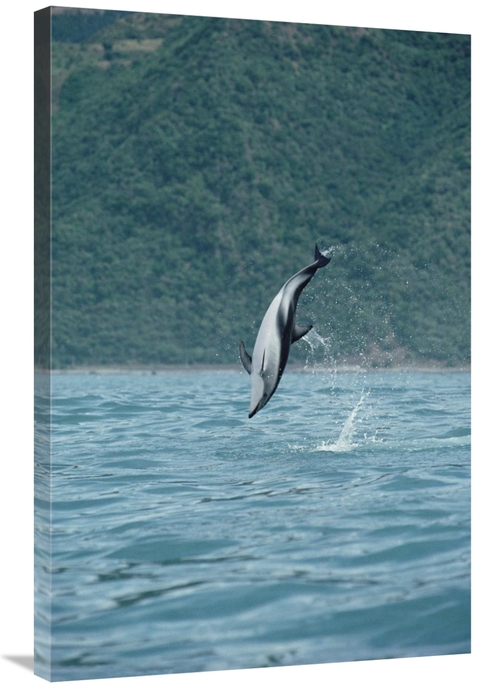 Global Gallery GCS-450680-2436-142 24 x 36 in. Dusky Dolphin Jumping&#