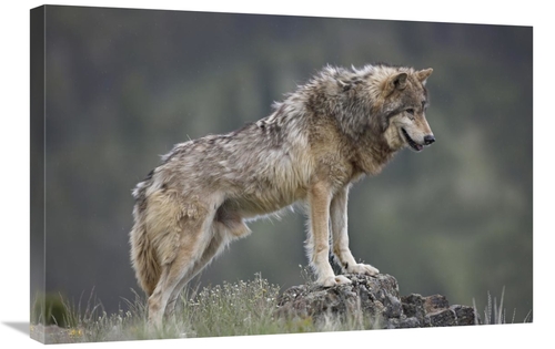 Global Gallery GCS-452261-2030-142 20 x 30 in. Gray Wolf, North Am