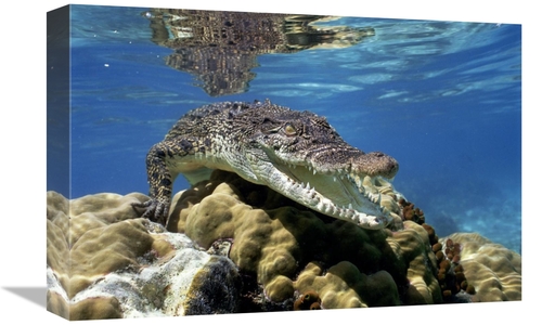 Global Gallery GCS-397962-1218-142 12 x 18 in. Saltwater Crocodile Und